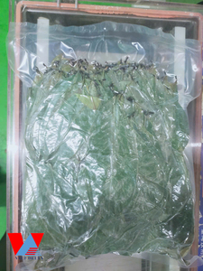 ใบกริโอล่าทุเรียนเทศออร์แกนิกจากกระบวนการอบแห้งโฆษณาเวียดนาม - Product Image 2