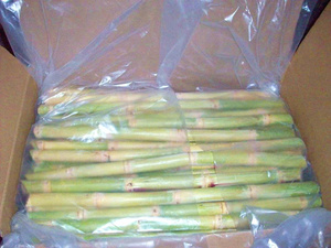 Morceaux de canne à sucre congelés pour l'extraction de jus commercial, nettoyés et transformés, matière première naturelle sucrée pour l'exportation mondiale en vrac - Product Image 4