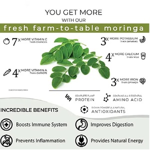 Polvo de Hoja de Moringa Orgánica Premium, Superalimento 100% Natural, Proveedor a Granel, Tamil Nadu, India, 24 Meses de Vida Útil, Terra Bio - Product Image 6