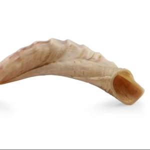 Grand Shofar traditionnel en corne de buffle, instrument sculpté avec motif d'amour - Product Image 5