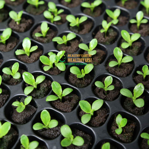 Kit de Cultivo ECO2GO VIETNAM con Discos de Fibra de Coco y Bandeja de Propagación de Plástico Multiceldas para Germinación de Semillas - Product Image 6