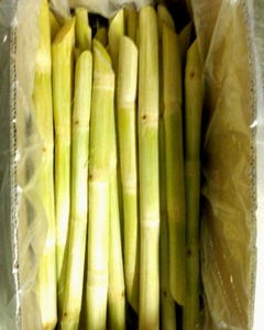 PIÈCES DE CANNE À SUCRE CONGELÉES PREMIUM – DOUCEUR NATURELLE, PROCÉDÉES HYGIENICAMENT - Product Image 1