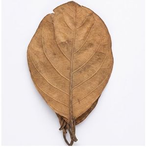 Natural Dried Jackfruit Leaves Below10cm /3.93Inches in Size for Aquarium Pack of 30 Leaves - Product Image 2