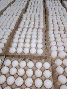 Huevos de gallina ponedora de alta calidad, color marrón-blanco, para la incubación de pollos de engorde, razas Ross 308 y Cobb 500, frescos de granja, 30 huevos - Product Image 5
