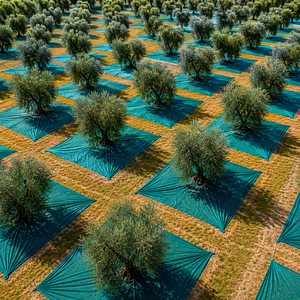 Malla de Cobertura para Cultivo de Olivos Verdes, para Protección de Frutas en Huertos - Product Image 1