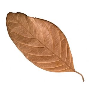 Natural Dried Jackfruit Leaves Below10cm /3.93Inches in Size for Aquarium Pack of 18 Leaves - Product Image 4