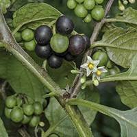 Fournisseur Premium d'Herbe Entière de Solanum Nigrum, Matière Première Botanique Naturelle pour Produits à Base de Plantes