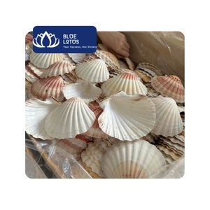 [สินค้าขายดี] ชุดเปลือกหอยสแกลลอปทันสมัยรักษ์โลก สำหรับตกแต่งบ้าน งานฝีมือแนวชายฝั่ง โปรเจกต์ DIY ของตกแต่งโต๊ะกลาง ของตกแต่งคริสต์มาส - Product Image 1