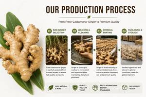Cassumunar <b>Ginger</b> Root <b>Fresh</b> Natural for Tea and Food Ingredient Premium Grade Export Quality - Product Image 5