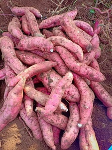 Boiled BQF <b>Sweet</b> <b>Potato</b> Cubes Frozen for Foodservice Industry Made from GMO Grown Roots Ideal for Export and Meal Prep - Product Image 5