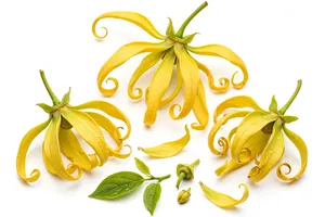 Huile essentielle d'Ylang Ylang, huile parfumée, huile aromatique florale naturelle pour cosmétiques, savon et aromathérapie, fournisseur en gros - Product Image 2