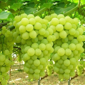 Uvas Verdes de Alta Calidad en Venta con Dulzura Natural, Sabor Fresco y Textura Crujiente, Perfectas para Comercios Minoristas y Negocios de Alimentos - Product Image 1
