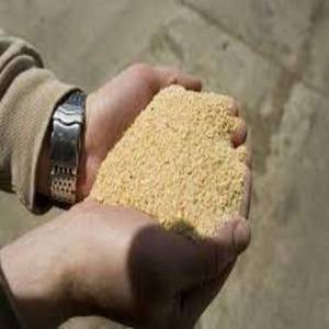 Farine de colza et de soja blanche, aliments pour animaux, poudre fraîche, riche en protéines, pour poissons, porcs, bovins, chevaux, maïs jaune du Brésil - Product Image 2