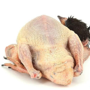 เนื้อนกพิราบแช่แข็งคุณภาพสูง เนื้อนกพิราบพรีเมียมสำหรับส่งออก ขายส่ง - Product Image 6