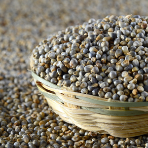 Vente en gros de millet perlé en vrac – Fournisseur de céréales indiennes – Qualité export - Product Image 5