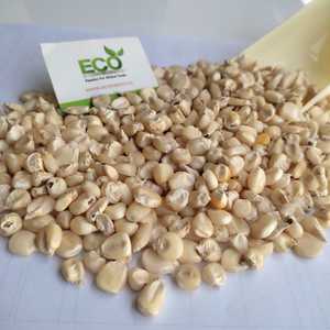 Bán Ngô Trắng H 2 Chất Lượng Hàng Đầu Ngô Lai Xuất Xứ Ấn Độ Với Giá Thấp Với Đóng Gói Xuất Khẩu Tốt Từ Ấn Độ - Product Image 2