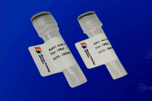 BT-MCA4828 KRT19 anticorpo monoclonale - Product Image 4