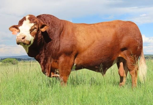 Bovins Simmentaler de qualité supérieure d'Afrique du Sud pour la vente en gros et l'élevage commercial par NMF (PVT) LTD - Product Image 4