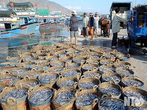 ปลาแอนโชวี่แห้งแบบออร์แกนิก ไม่มีสารปรุงแต่ง ขายส่งอาหารทะเล - Product Image 3