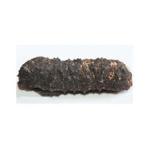 Pepino de mar seco de México, pepino de mar fresco, suministro a granel - Product Image 4
