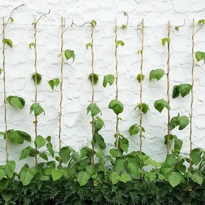 cheap price-Strong Bamboo <b>Poles</b> <b>for</b> Farming <b>Garden</b> Big Round Bamboo <b>Poles</b> Wholesale Best Price Bamboo <b>Pole</b> From Vietnam - Product Image 4