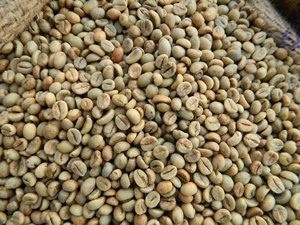Granos de Café Verde Arábica Orgánico de Alta Calidad S16 para Pedidos de Importación a Granel, Solo Granos Partidos y Negros al 0.1%, Humedad Máxima 12.5% - Product Image 4