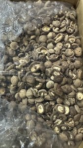 Exportador a Granel de los Mejores Hongos Secos de Vietnam, Naturales y Nutritivos - Product Image 6