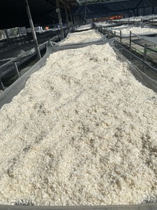 BEST PRICE DRIED <b>FISH</b> SCALES - DECALCIFIED <b>FISH</b> SCALES - the COMPETITIVE PRICE DECALCIFIED <b>FISH</b> SCALES/ Ms. Lima - Product Image 3