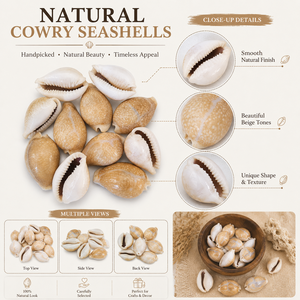 Conchas de Cauri Beige Naturales, Conchas Decorativas para Manualidades, Joyería, Decoración del Hogar y Proyectos de Bricolaje - Product Image 6