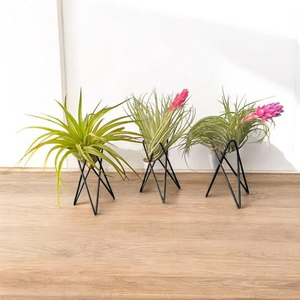 New Vintage Iron Metal Frame and Glass Hut Shaped Golden Finished Terrarium Home and Office Plants Decoration Minimalist Design - Product Image 2