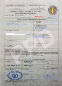 100% Pajitas de hierba de bambú natural Accesorios de barra desechables para bebidas para el mercado de Suecia - Product Image 5