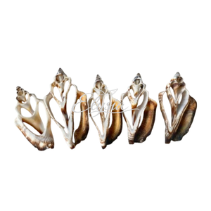 Tranches de coquillages naturels coupées, morceaux de coquillages papillon pour l'artisanat fait main, la création de fleurs DIY, les accessoires de bijouterie et la décoration intérieure - Product Image 6