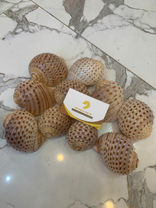 Coquillages naturels en vrac pour la fabrication de bijoux, la décoration artisanale et la décoration de plage - Fournisseur en gros - Product Image 2