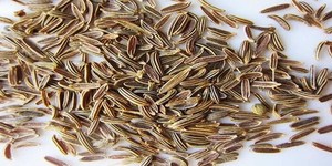 เมล็ดยี่หร่าอินเดียแห้งคุณภาพสูง ผลผลิตใหม่ เกรดอาหาร พรีเมียม คุณภาพส่งออก กลิ่นหอม สำหรับทำอาหาร - Product Image 5