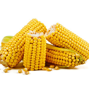 Proveedor de Granos Confiable que Ofrece Maíz Amarillo Seco para Mercados de Importación con Granos Clasificados, Empaque Limpio y Soporte Técnico - Product Image 3