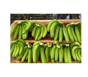 <b>Fresh</b> Cavendish <b>Banana</b> thick peel sweet aroma tropical fruit grown and packed under high standards in Vietnam - Product Image 5