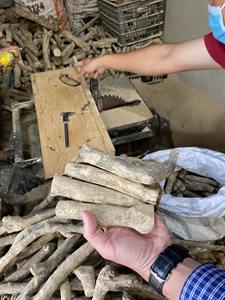 แท่งก้างปลารูปดอกบัวสีน้ำเงินสำหรับสุนัขทำจากไม้กาแฟจากเวียดนาม - Product Image 3