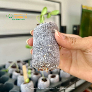 Discos de Fibra de Coco de 36 mm, Expandibles hasta 6 cm de Altura, Biodegradables, para Germinación de Semillas y Propagación en Jardín - Product Image 6