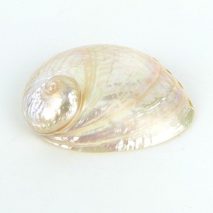 Hot sale polished cut <b>abalone</b> <b>shells</b> cheapest price sea <b>shell</b> in bulk decorative seashells - Product Image 5