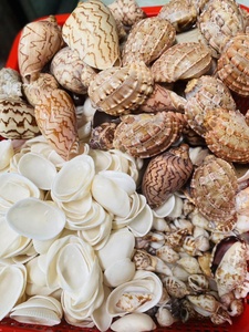 Adornos de Conchas Marinas Naturales Hechos a Mano en Varias Formas, Conchas Marinas para Proyectos Creativos de Bricolaje y Regalos de Decoración del Hogar - Product Image 6