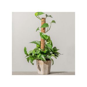 Estacas de Fibra de Coco MOST WANTED para un Soporte Confiable y Duradero de la Flora en Macetas y Sistemas de Equipamiento Profesional para Viveros - Product Image 1