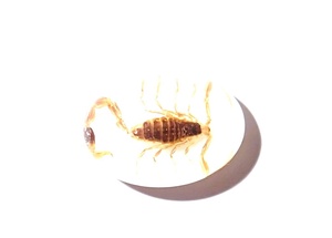แมงป่องทองคำแท้ พลาสติกคาโบชองรูปไข่ ขนาด 12x18 มม. บนฐานแบนสีขาว สำหรับงานฝีมือและทำเครื่องประดับ - Product Image 2