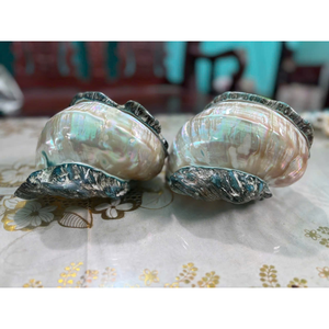 Concha turbo blanca natural para decoración, concha blanca de jade, concha turbo espiral, concha de caracol grande, concha turbo de jade, concha de caracol. - Product Image 1