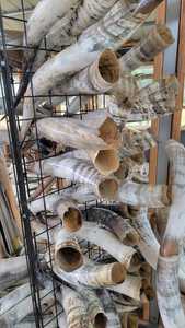 Hand Grinded Natural Polished Steer Horns 28-30" <b>Matching</b> pair <b>long</b> horn pairs for western style decor - Product Image 5