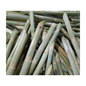 CAÑA DE AZÚCAR FRESCA CONGELADA AL POR MAYOR CON PRECIO COMPETITIVO Y ALTA CALIDAD PARA EXPORTAR DESDE VIETNAM - Product Image 5