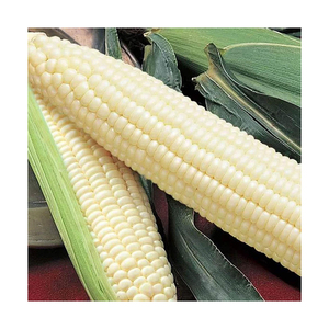 ข้าวโพดขาว GMO จำนวนมากสำหรับอาหารสัตว์และการแปรรูปอาหารอุตสาหกรรม - Product Image 1