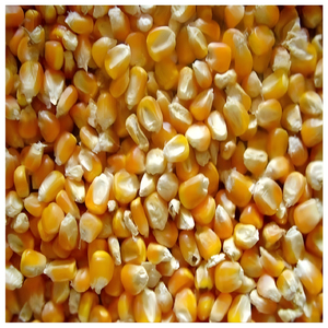 Maíz Amarillo de Alta Energía para Alimentación Animal, Grano de Maíz para Aves de Corral, Ganado Vacuno, Suministro al por Mayor, Exportación de Maíz - Product Image 1