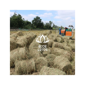 Paja de Arroz Seca, Material Agrícola para Compostaje, Cama para Animales, Manualidades, Proyectos de Empaque y Exportación - Product Image 1