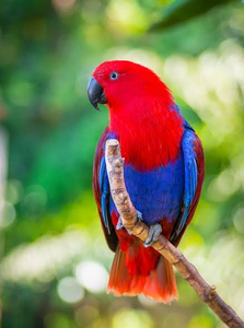 Premium NMF (PVT) LTD Eclectus Parrots Live Birds for Aviculture Breeding <b>Aviaries</b> Ornamental Bird Supply South Africa Long - Product Image 2