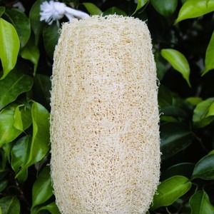 Esponja de Limpieza para Utensilios de Cocina Comerciales, Estropajo de Fibra Vegetal Natural de Luffa para Aplicaciones de Limpieza en Cocinas de Restaurantes - Product Image 5